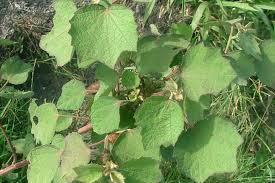 Image result for Urena