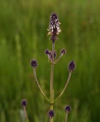 Image result for Pycnostachys reticulata