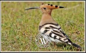 أنواع الطيور المهاجرة ماهي الطيور المهاجرة وأسمائها wiki wic ويكي ويك