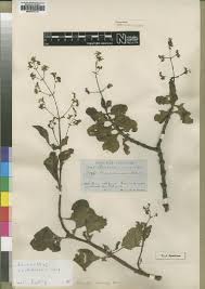 Image result for Aeollanthus neglectus