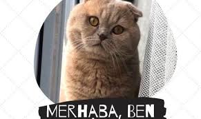 Ayi Surat Scottish Lilac Fold Sahibimolurmusun Com 2020 Scottish Fold Ayi Hayvan