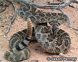 Animals Found In California Desert Mojave Desert Mojave Rattlesnake Crotalus Scutulatusthis Spe Desert Animals And Plants Desert Animals Mojave Rattlesnake