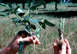 Image result for Striga gesnerioides