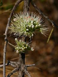 Image result for Combretum mossambicense