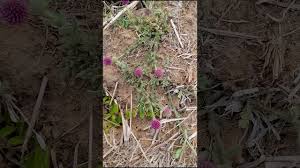 Image result for Sphaeranthus peduncularis