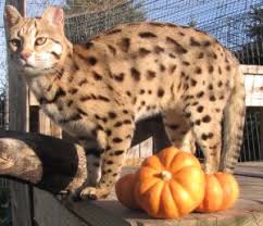 Maybe you would like to learn more about one of these? So Is It Possible Do You Think My Cat Is A Bengal Cat