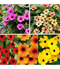 Image result for Thunbergia reticulata