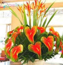 Hot Sale 50pcs Anthurium Plants Beautiful Rainbow Anthurium Garden Flowers High Survival Rate Bonsai Tree Garden Anthurium Plant Flower Seeds Anthurium Flower