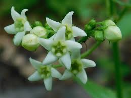 Image result for Vincetoxicum sylvaticum