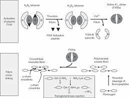 Um artikel, nachrichten oder blogs kommentieren zu können. New Developments In The Area Of Factor Xiii Schroeder 2013 Journal Of Thrombosis And Haemostasis Wiley Online Library