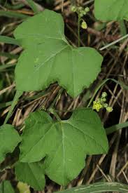 Image result for Kedrostis leloja