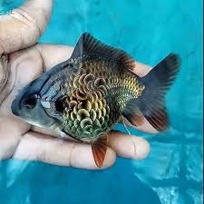 This Is An Oranda Goldfish With Batik Scales Goldfish Oranda Goldfish Animals Beautiful