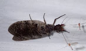 Image result for Pterygota