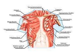 Often caused by an injury to the chest, pneumothorax happens when a part of the lung collapses, releasing air muscle strain. Chest Muscles Compedium