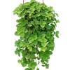 There are two plants that are called creeping charlie. Https Encrypted Tbn0 Gstatic Com Images Q Tbn And9gctzre3xmsxvho6pm8viauo7dip5bxfqmyhlbww Zmkt53ygb4au Usqp Cau