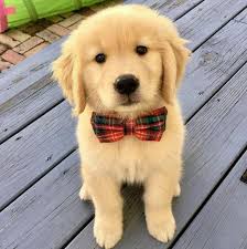 This adorable puppy enjoys games of soccer, fetch, and even chess. Cutest Golden Retriever Puppy Ever Off 75 Www Usushimd Com