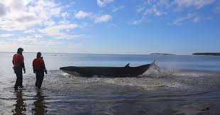 Long and weigh as much as 11. Rescuing A Minke Whale A Behind The Scenes Look At The Action On The Ground