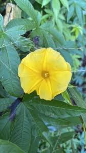 Image result for Merremia tuberosa