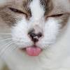 All of which can become cancerous (e.g., skin cells, bone cells, fibrous cells). 1