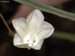 Image result for Xenostegia tridentata