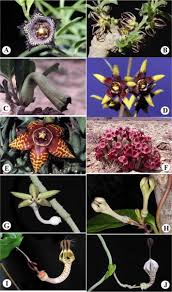 Image result for Ceropegia namuliensis