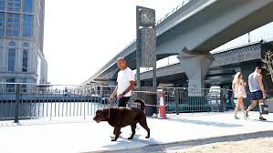 Good location, friendly staff, pet friendly with rooms that had direct access to the outdoors. Our Guide To Dog Ownership In The Uae Friday Magazine