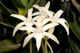 Image result for Rangaeris