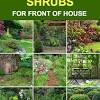 Viburnum is a reliable shrub for this type of use, as well as holly and boxwood. 1