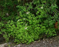 Image result for Cleome oxyphylla