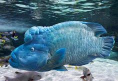 poisson napoleon aquarium de la rochelle pays rochelais charente maritime tourisme charentemaritime aquarium larochelle poisson fish pet pets fish