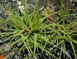 Image result for Cyperus squarrosus