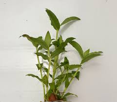 Image result for Floscopa africana