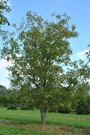 Image result for Juglans