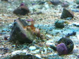 We did not find results for: A Closeup Look At Spaghetti Worms Aquanerd