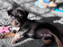 Billies Buddies Animal...