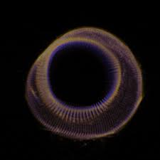 Maybe you would like to learn more about one of these? Supernova Gifs Primo Gif Latest Animated Gifs