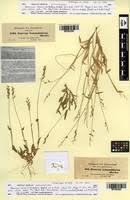 Image result for Urochloa semiundulata