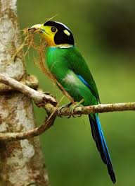 Exotic Birds With Long Tail Feathers Long Tailed Broadbill Birds Colorful Birds Pet Birds