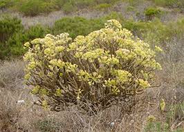 Image result for Kleinia schweinfurthii