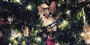 If the decorations are not _ (remove), they should stay up all year. When To Take Down Your Christmas Tree When Should I Take Down My Christmas Tree