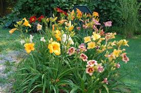 Check spelling or type a new query. Growing Daylilies And Daylily Propagation Old Farmer S Almanac
