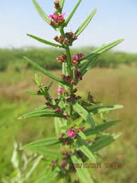 Image result for Ammannia auriculata