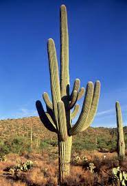 To survive in the desert, cactus has the following adaptations: Ask Dr Universe How Do Cacti Survive In Such Hot And Dry Environments The Spokesman Review