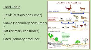 Rich in vitamin a, vitamin c, fiber and antioxidants. Biosphere Ppt Download