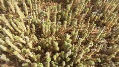 Image result for Saintpauliopsis lebrunii