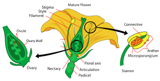 Home Garden Pollination Myths