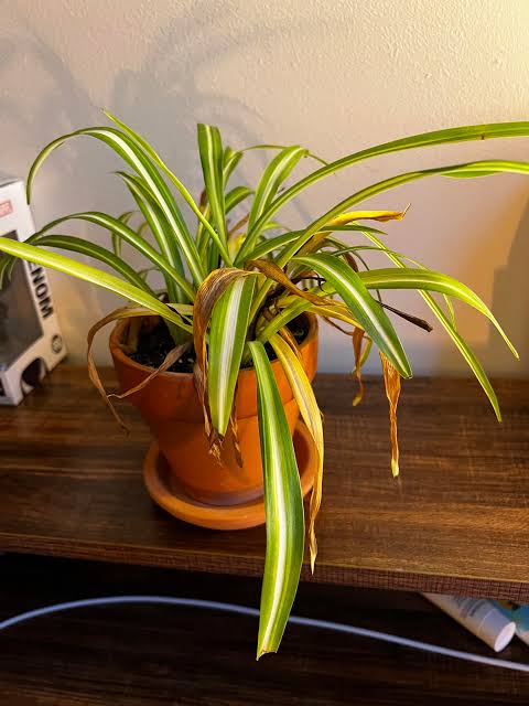Spider plant ruined by tap water