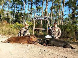 This species is popular to hunt and occurs in all 67 florida counties. Special 2 Day Hunt Either 2 Meat Hogs Or 1 Trophy Boar Free Lodging