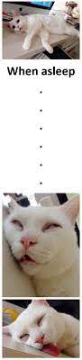 Pin On Impractical Cats