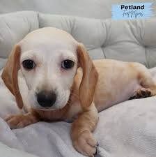 Профиль Petland Ft. Myers